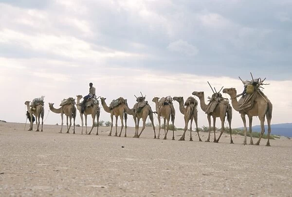 Camel train led by Afar nomad in very hot and dry desert, Danakil Depression