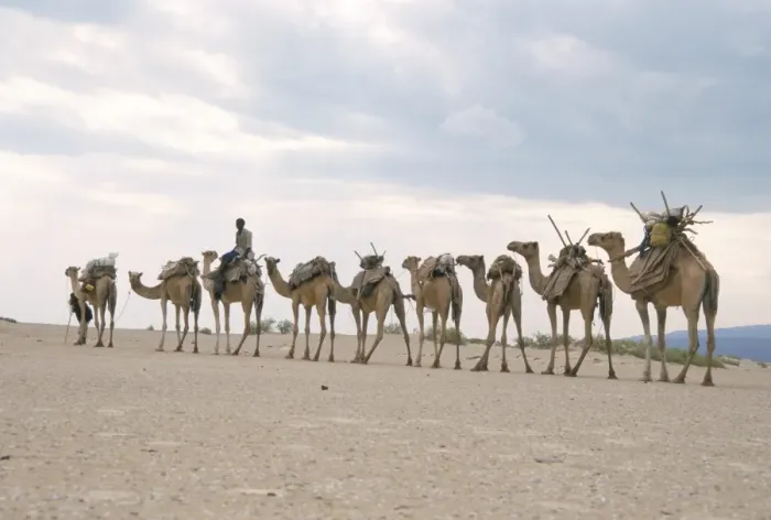 Framed Print : Camel train led by Afar nomad in very hot and dry desert, Danakil Depression Framed Print : Camel train led by Afar nomad in very hot and dry desert, Danakil Depression