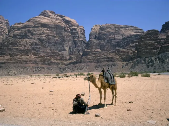 Framed Print : Camel, Wadi Rum Framed Print : Camel, Wadi Rum