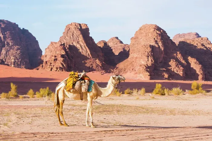 Framed Print : Camel in Wadi Rum, UNESCO World Heritage Site, Jordan, Middle East Framed Print : Camel in Wadi Rum, UNESCO World Heritage Site, Jordan, Middle East