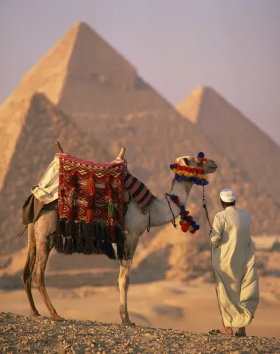 Framed Print : Camel with woven saddle cloth being led towards pyramids by man in white robe in the evening