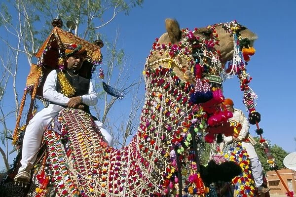 Camels adorned with colourful tassels and bridles