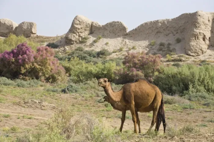 Framed Print : Camels, Ancient Merv, Mary, UNESCO World Heritage Site, Turkmenistan, Central Asia, Asia Framed Print : Camels, Ancient Merv, Mary, UNESCO World Heritage Site, Turkmenistan, Central Asia, Asia