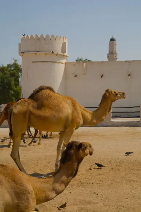 Framed Print : Camels in Camel Souq, Waqif Souq, Doha, Qatar, Middle East Framed Print : Camels in Camel Souq, Waqif Souq, Doha, Qatar, Middle East