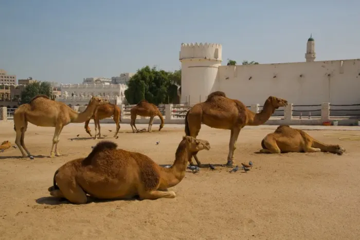 Framed Print : Camels in Camel Souq, Waqif Souq, Doha, Qatar, Middle East Framed Print : Camels in Camel Souq, Waqif Souq, Doha, Qatar, Middle East