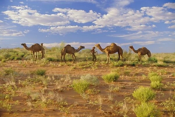 Camels, Central Desert, Northern Territory, Australia