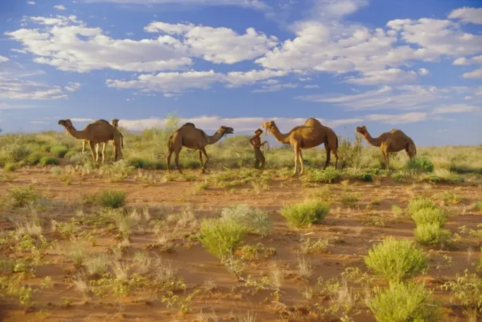 Framed Print : Camels, Central Desert, Northern Territory, Australia Framed Print : Camels, Central Desert, Northern Territory, Australia