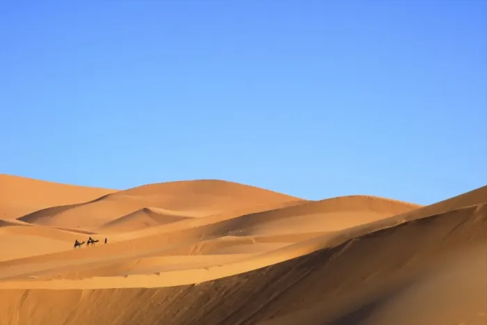 Framed Print : Camels in desert landscape, Merzouga, Morocco, North Africa, Africa Framed Print : Camels in desert landscape, Merzouga, Morocco, North Africa, Africa