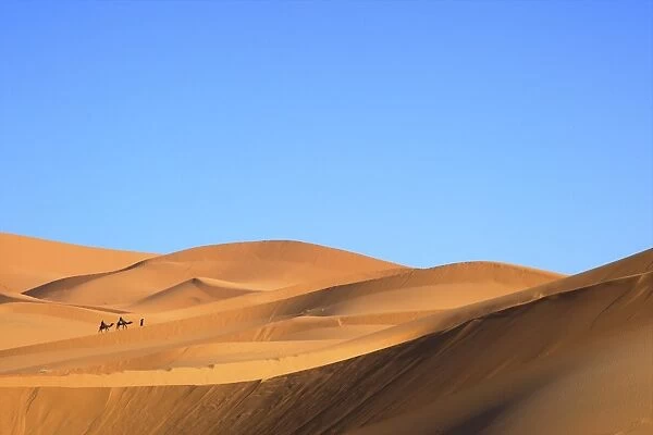 Camels in desert landscape, Merzouga, Morocco, North Africa, Africa