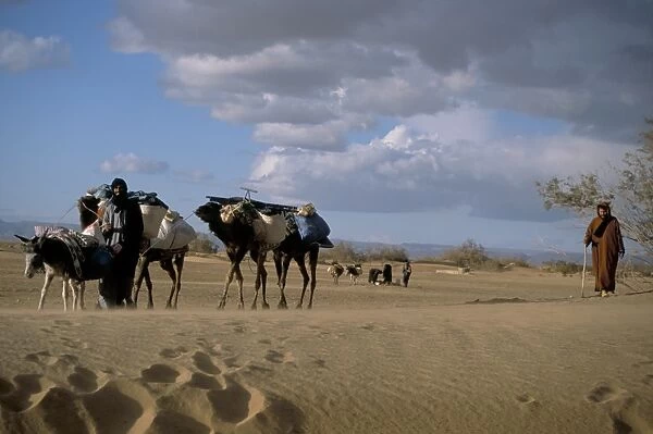 Camels and donkey being led from the well on desert trek