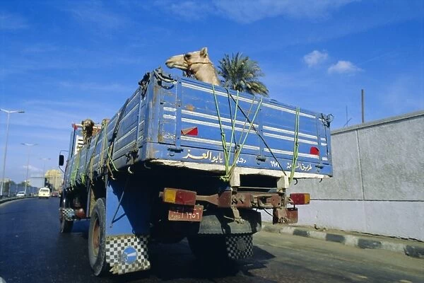 Camels being driven to market in back of truck, Cairo, Egypt