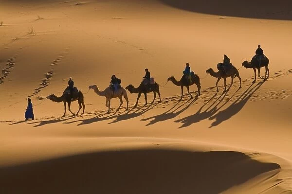 Camels in the dunes, Merzouga, Morocco, North Africa, Africa