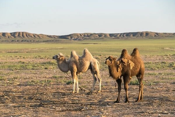 Two camels in Gobi desert, Ulziit, Middle Gobi province, Mongolia, Central Asia, Asia