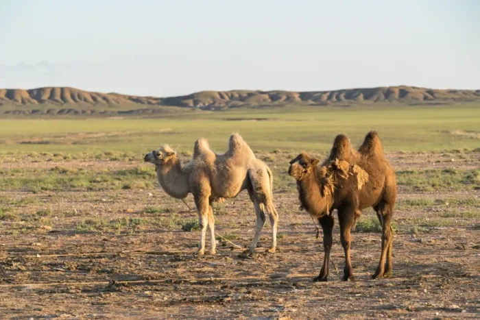 Framed Print : Two camels in Gobi desert, Ulziit, Middle Gobi province, Mongolia, Central Asia, Asia Framed Print : Two camels in Gobi desert, Ulziit, Middle Gobi province, Mongolia, Central Asia, Asia