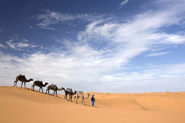 Camels being led over dunes of the Erg Chebbi sand sea, part of the Sahara Desert near Merzouga