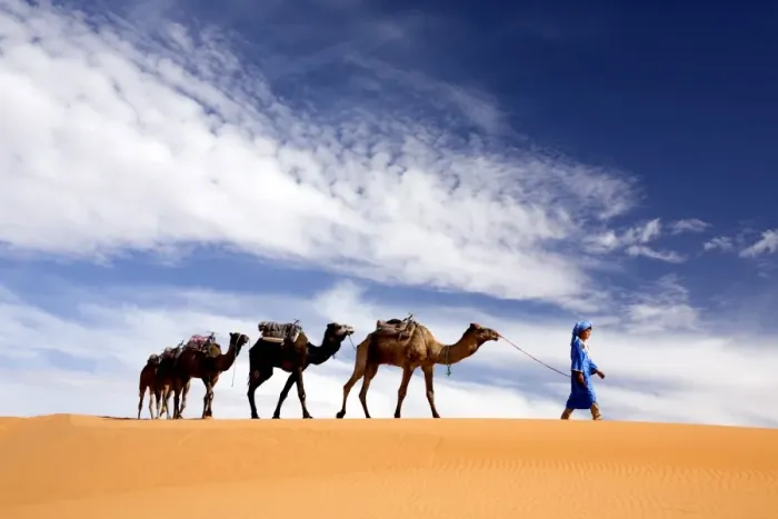 Framed Print : Camels being led over dunes of the Erg Chebbi sand sea, part of the Sahara Desert near Merzouga Framed Print : Camels being led over dunes of the Erg Chebbi sand sea, part of the Sahara Desert near Merzouga