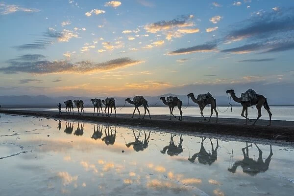 Camels loaded with pan of salt walking through a salt lake at sunset, Danakil depression