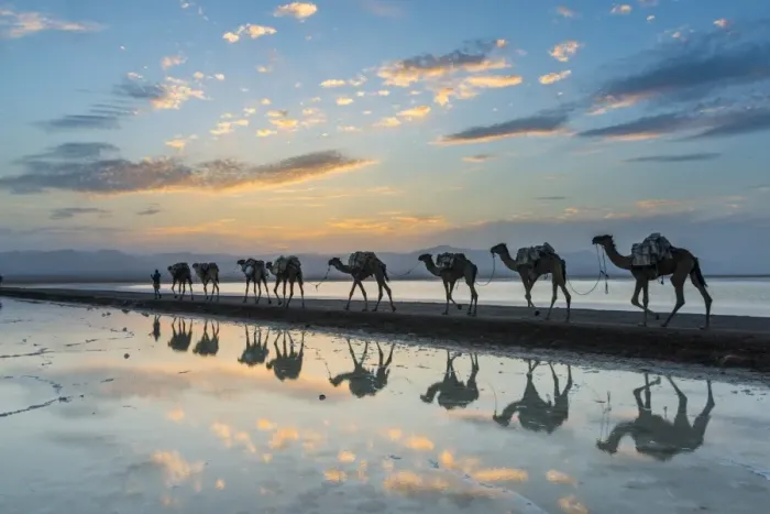 Framed Print : Camels loaded with pan of salt walking through a salt lake at sunset, Danakil depression Framed Print : Camels loaded with pan of salt walking through a salt lake at sunset, Danakil depression