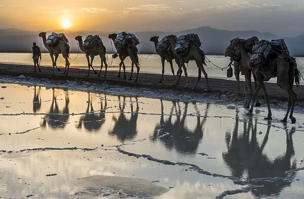 Camels loaded with pans of salt walking through a salt lake, Danakil depression, Ethiopia