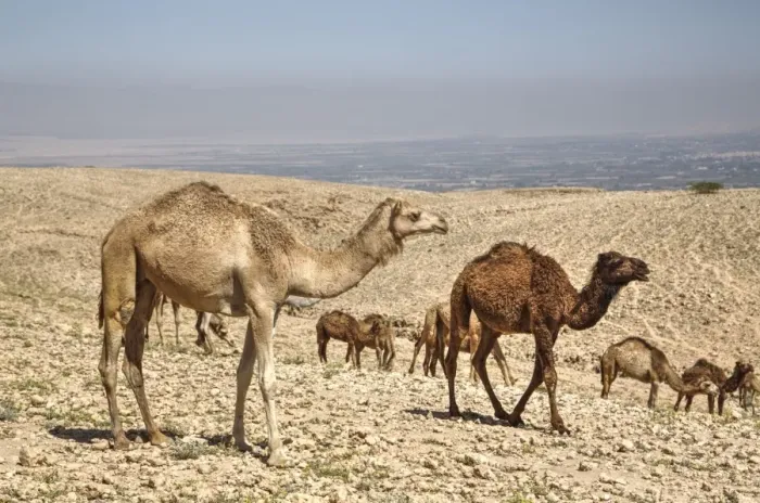 Framed Print : Camels near the Dead Sea, Jordan, Middle East