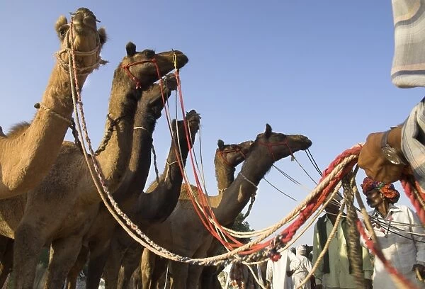 Camels at the Pushkar Mela