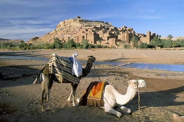 Camels by riverbank with Kasbah Ait Benhaddou (Ait-Ben-Haddou)