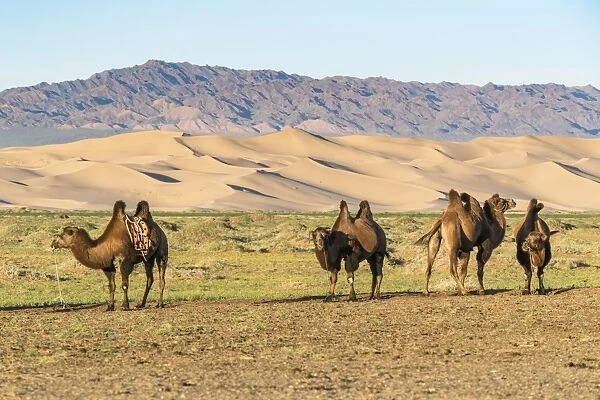 Camels and sand dunes of Gobi desert in the background, Sevrei district, South Gobi province
