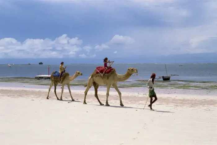 Framed Print : Camels for tourists Framed Print : Camels for tourists