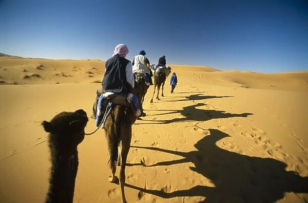 Camels trek in dunes of Sahara near Merzouga, Morocco, North Africa