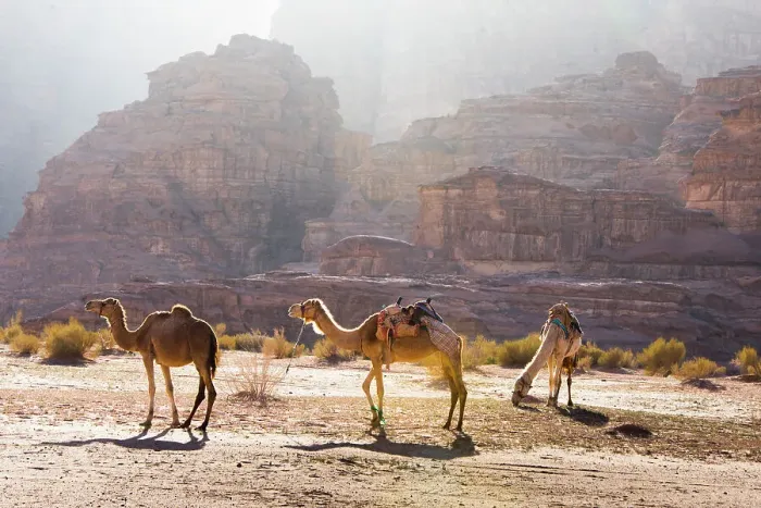Framed Print : Camels in Wadi Rum, UNESCO World Heritage Site, Jordan, Middle East Framed Print : Camels in Wadi Rum, UNESCO World Heritage Site, Jordan, Middle East