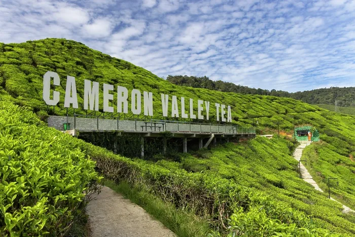Framed Print : Cameron Valley tea plantation, Cameron Highlands, Pahang, Malaysia Framed Print : Cameron Valley tea plantation, Cameron Highlands, Pahang, Malaysia