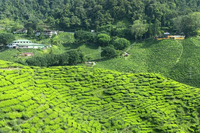 Framed Print : Cameron Valley tea plantation, Cameron Highlands, Pahang, Malaysia Framed Print : Cameron Valley tea plantation, Cameron Highlands, Pahang, Malaysia
