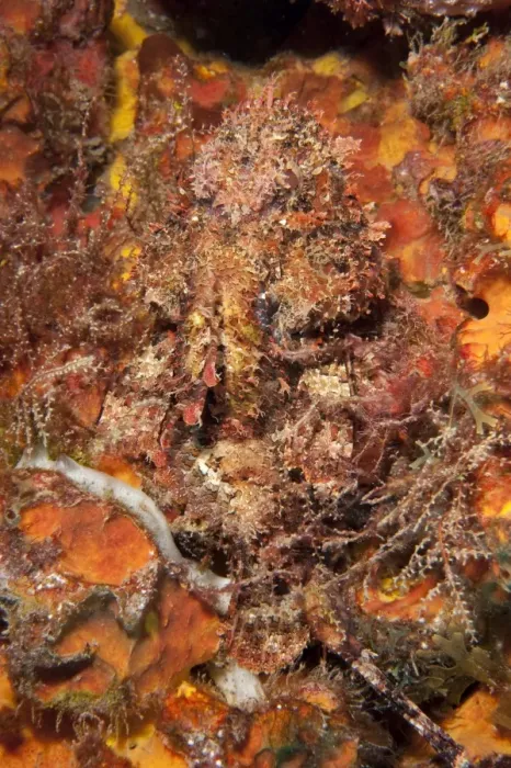 Framed Print : Very well camouflaged plumed scorpionfish (Scorpaena grandicornis), Dominica, West Indies, Caribbean, Central America Framed Print : Very well camouflaged plumed scorpionfish (Scorpaena grandicornis), Dominica, West Indies, Caribbean, Central America
