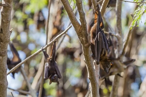 A camp of little red flying foxes (Pteropus scapulatus) in the Ord River, Kimberley, Western Australia, Australia, Pacific