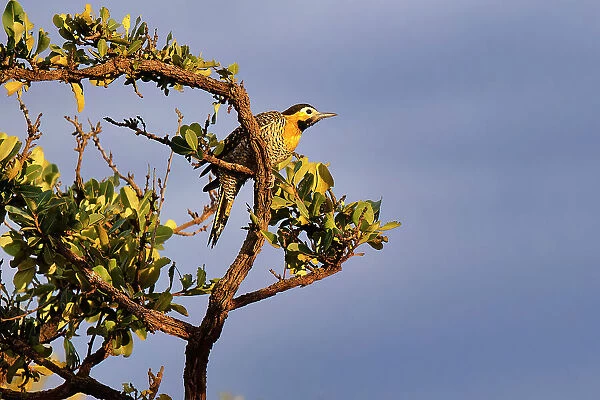 Campo Flicker (Colaptes campestres) perched on a branch, Serra da Canastra National Park, Minas Gerais, Brazil, South America