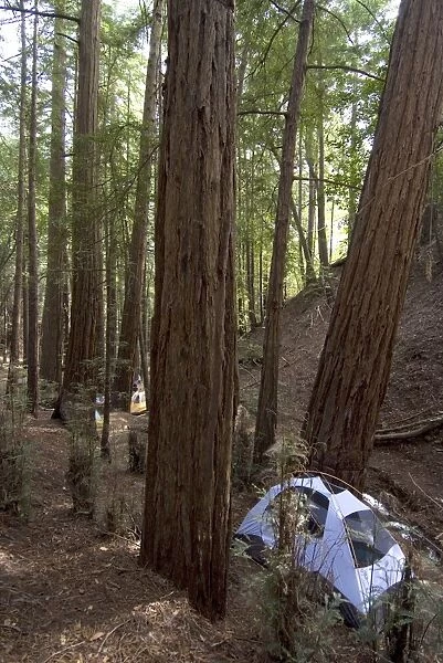 Campsite in the middle of the redwood forest