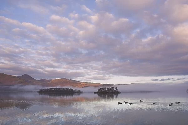 Canada geese, Derwent Water, Lake District National Park, Cumbria, England