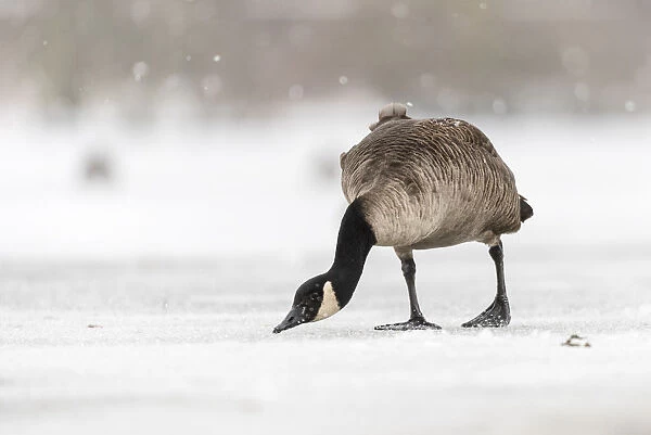 Canada goose (Branta canadensis) on snow covered frozen lake, Kent, England, United