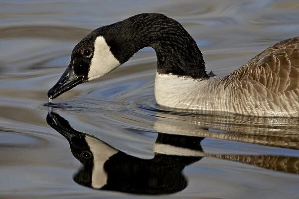 Canada Goose (Branta canadensis) with reflection while swimming and drinking