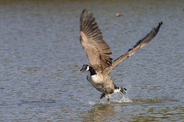 Canada goose (Branta canadensis) running on surface of a lake and flapping hard to take off, Wiltshire, England, United Kingdom, Europe