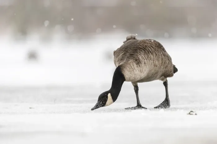 Framed Print : Canada goose (Branta canadensis) on snow covered frozen lake, Kent, England, United Framed Print : Canada goose (Branta canadensis) on snow covered frozen lake, Kent, England, United