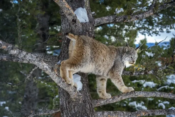 Framed Print : Canadian lynx (Lynx canadensis), Montana, United States of America, North America Framed Print : Canadian lynx (Lynx canadensis), Montana, United States of America, North America