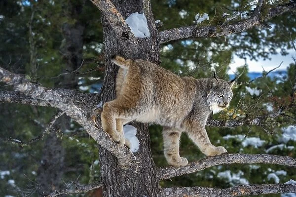 Canadian lynx (Lynx canadensis), Montana, United States of America, North America