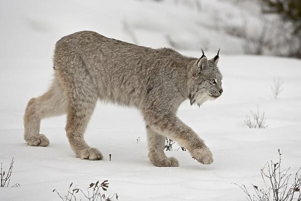 Canadian Lynx (Lynx canadensis) in snow in captivity, near Bozeman, Montana