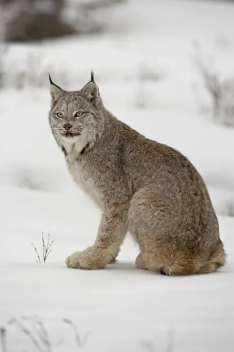 Framed Print : Canadian Lynx (Lynx canadensis) in snow in captivity, near Bozeman, Montana Framed Print : Canadian Lynx (Lynx canadensis) in snow in captivity, near Bozeman, Montana
