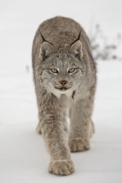 Canadian Lynx (Lynx canadensis) in snow in captivity, near Bozeman, Montana
