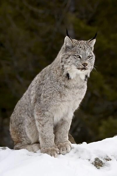 Canadian Lynx (Lynx canadensis) in the snow, in captivity, near Bozeman