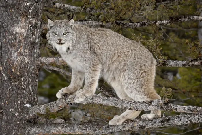 Framed Print : Canadian Lynx (Lynx canadensis) in a tree, in captivity, near Bozeman, Montana Framed Print : Canadian Lynx (Lynx canadensis) in a tree, in captivity, near Bozeman, Montana