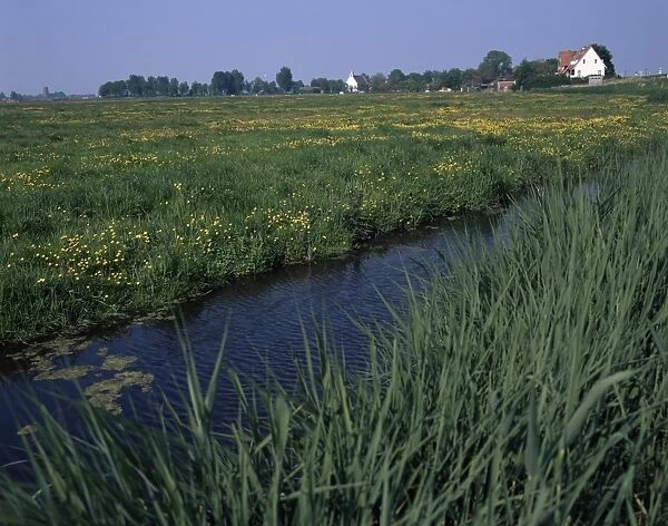 Canal in polder and field of buttercups