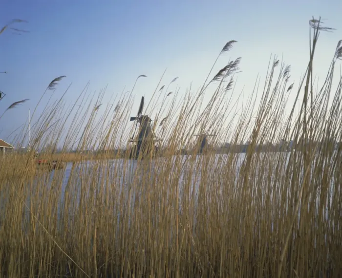 Framed Print : Canal and windmills at Zaause Schaus Framed Print : Canal and windmills at Zaause Schaus